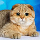 Кот скоттиш-фолд, SFS ny 11 - увеличить
